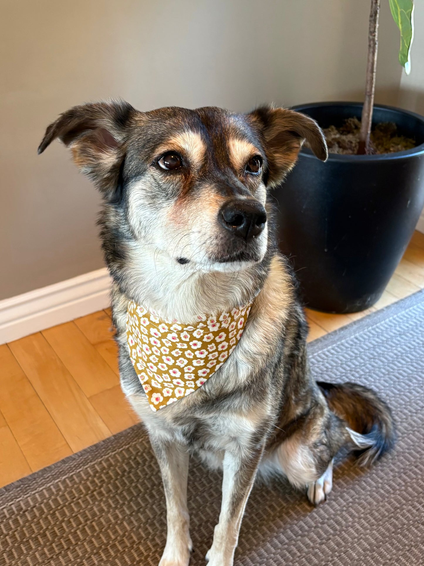 Jasmine on Gold Classic Pet Scarf