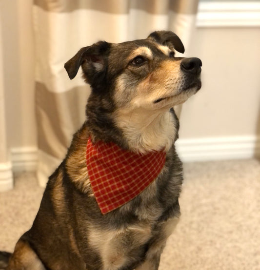Red and Gold Plaid Pet Scarf