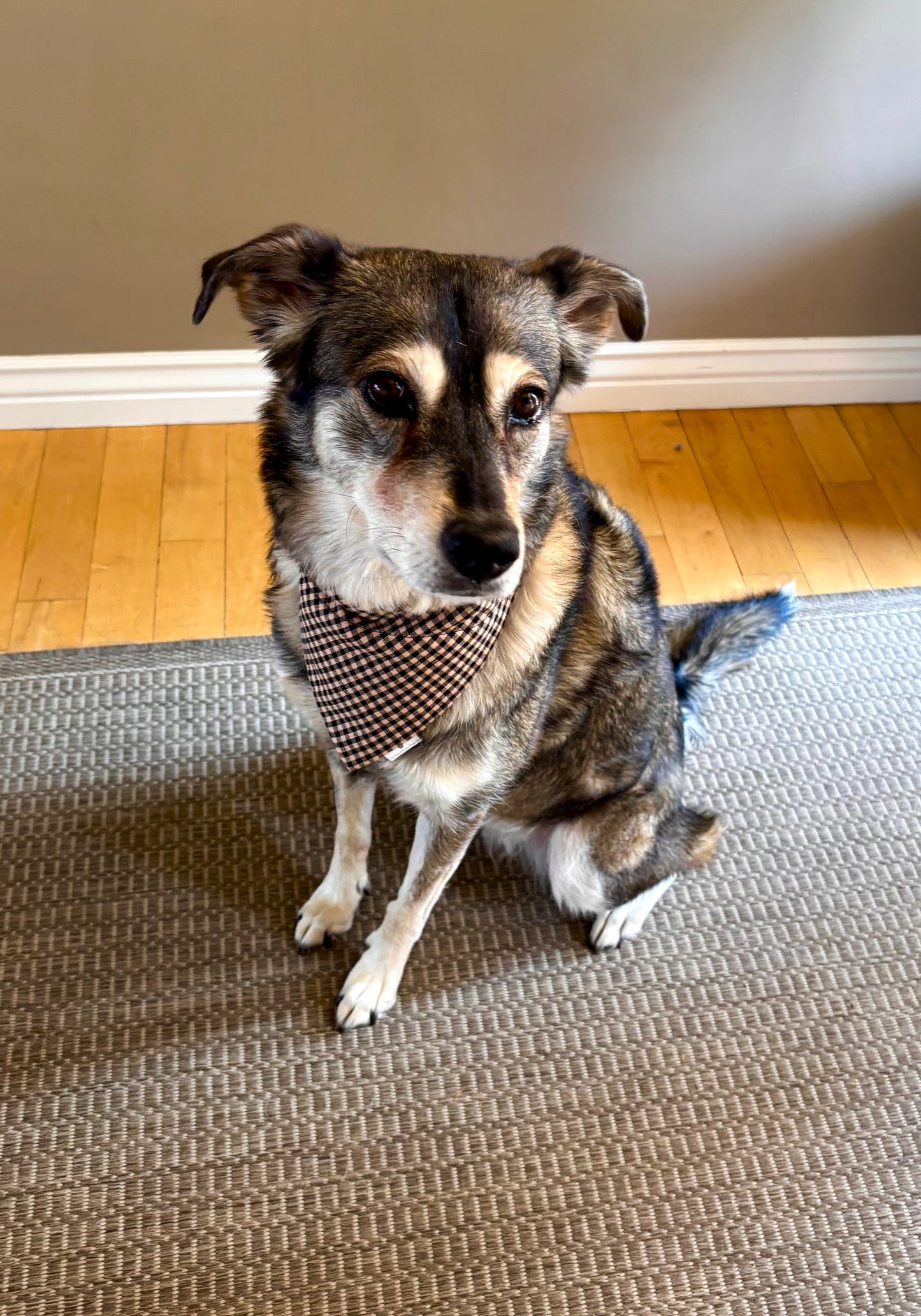 Black and Tan Gingham Pet Scarf and Bows