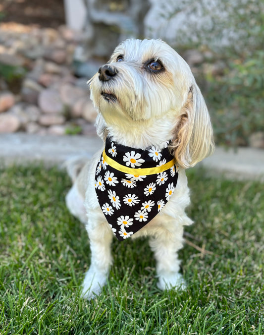 Playful Daisies on Black Pet Scarf