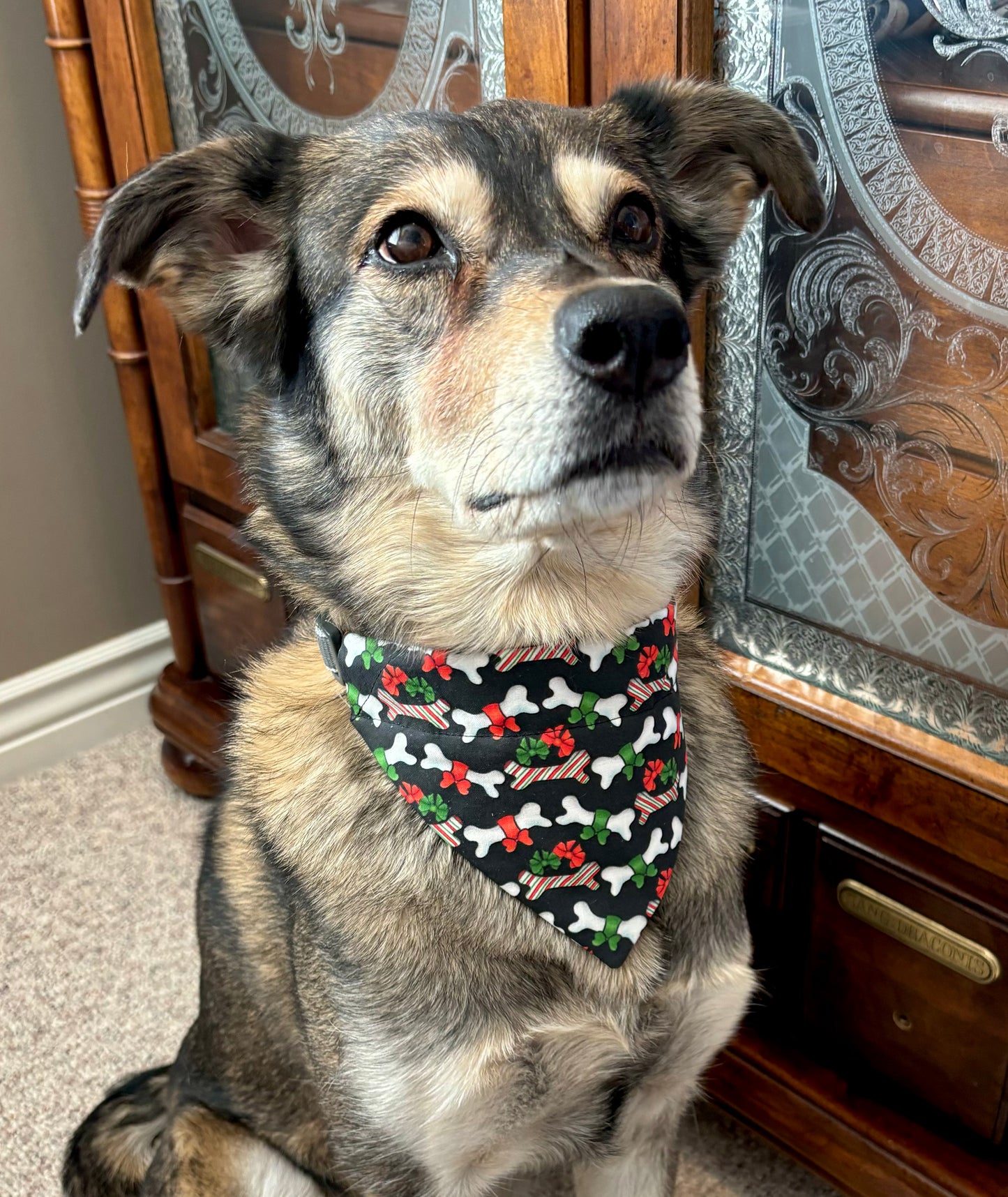 Christmas Dog Bones in Scarves and Bows