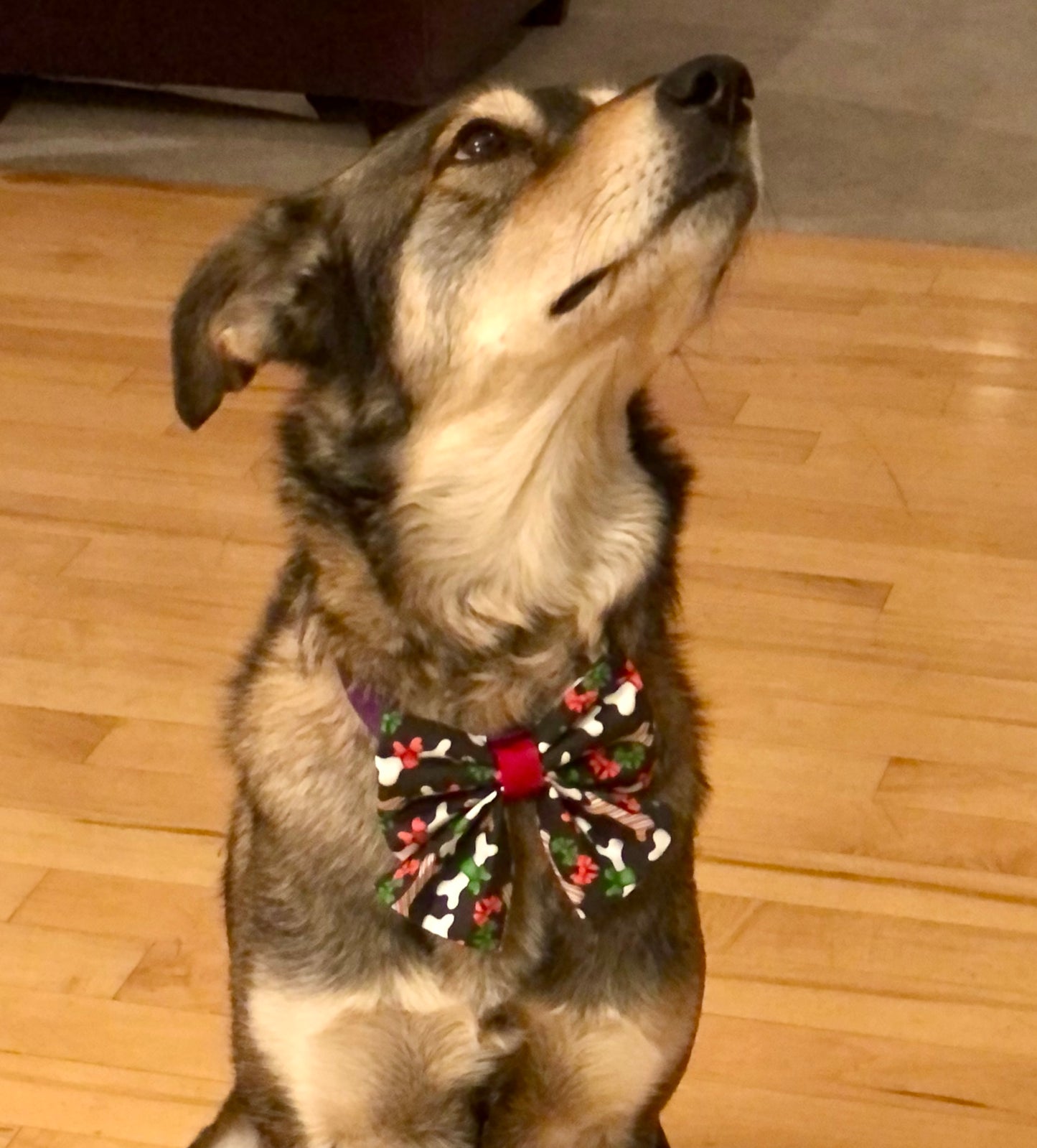 Christmas Dog Bones in Scarves and Bows