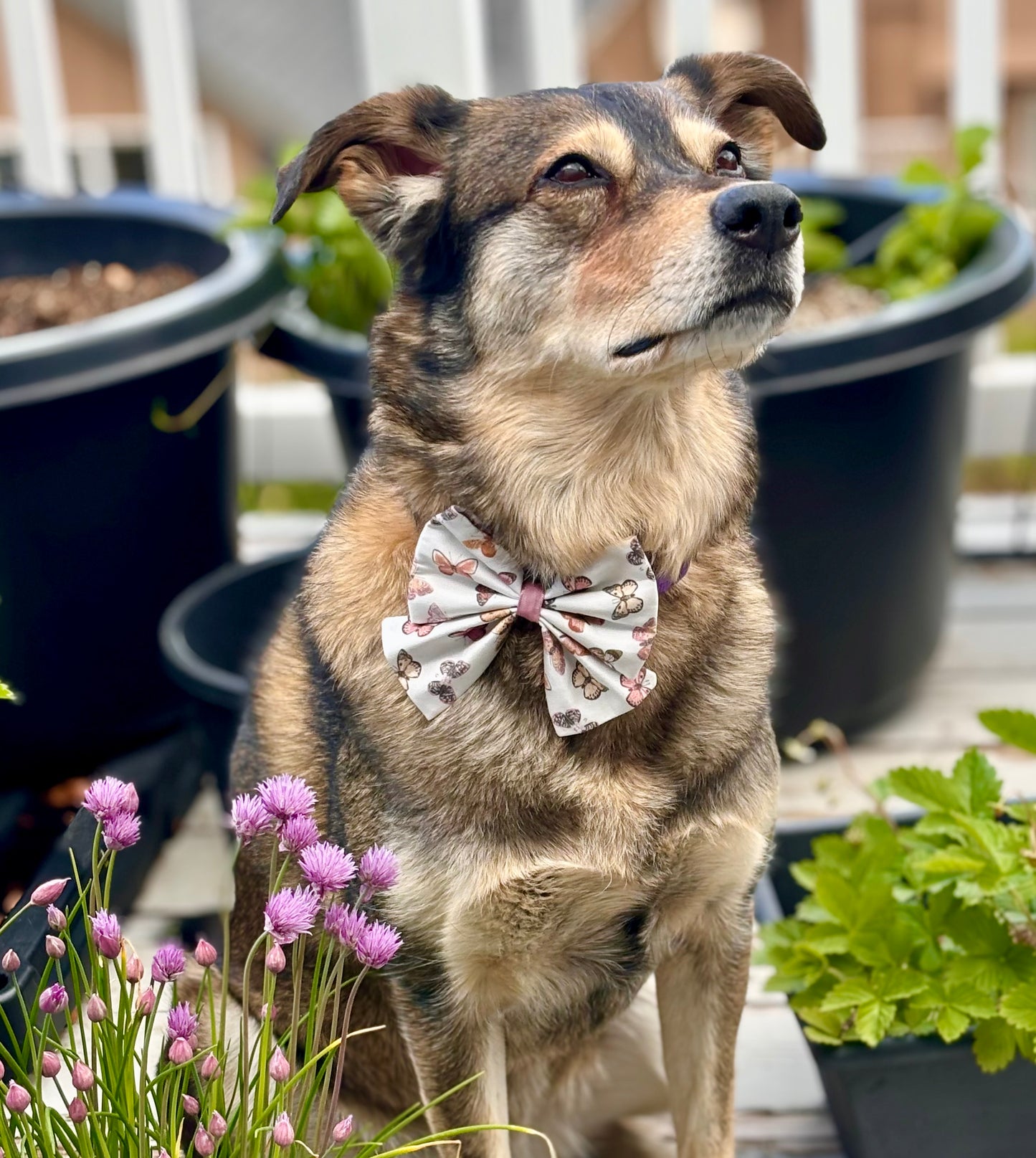 Brown dog wearing Bow with Butterfly Motif