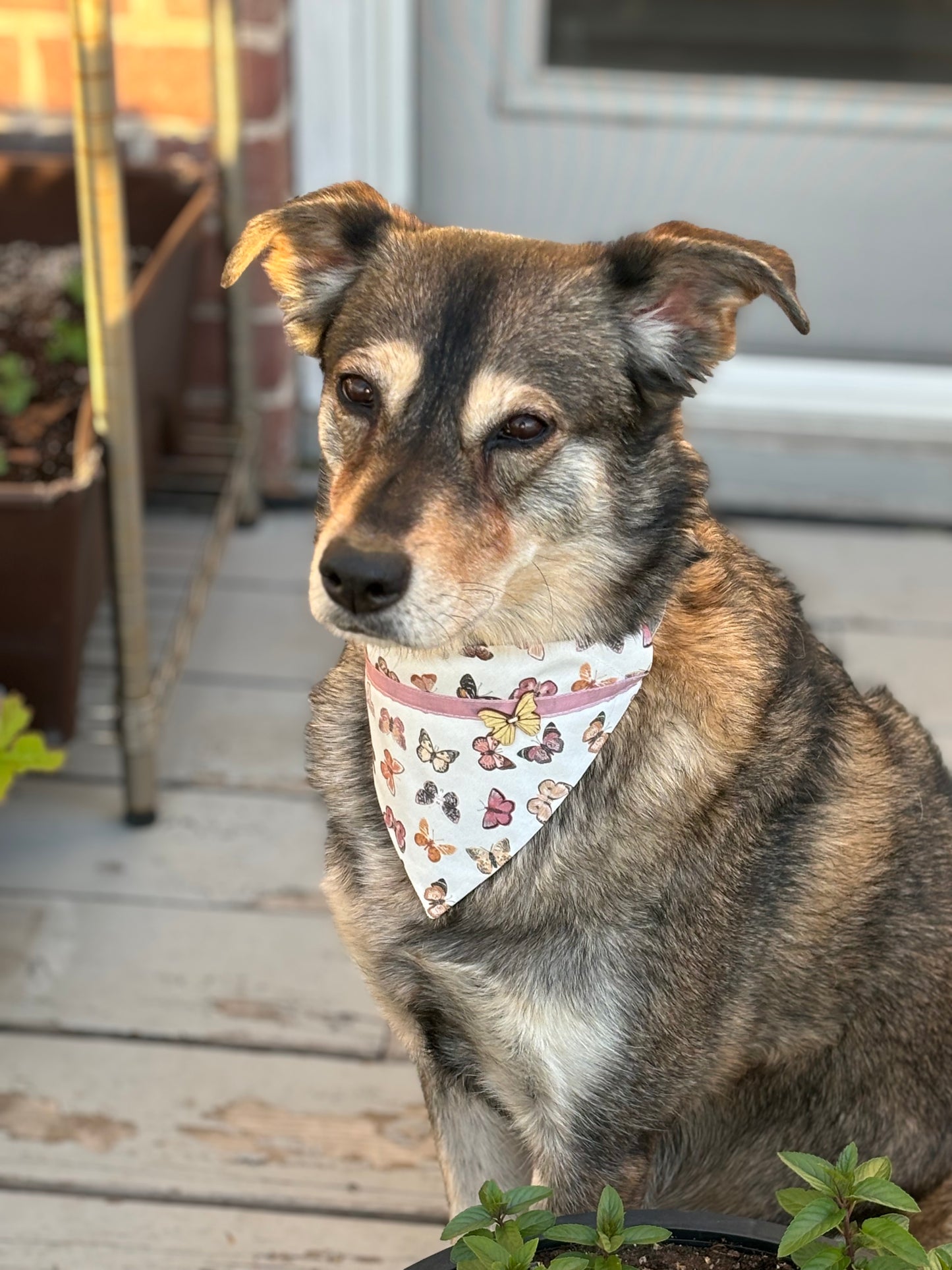 Brown dog in garden wearing a scarf with butterfly print. Scarf also has a pink ribbon and a wooden butterfly button.