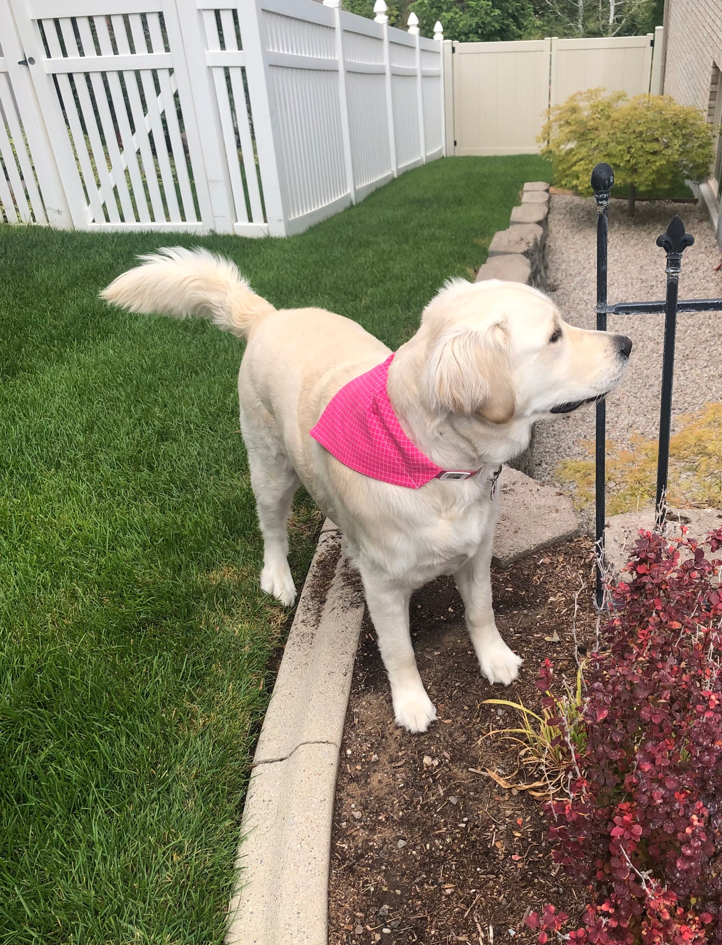 Hot Pink Plaid Pet Scarf