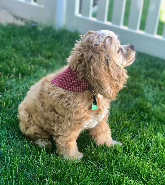 Burgundy Window Pane Plaid Pet Scarf