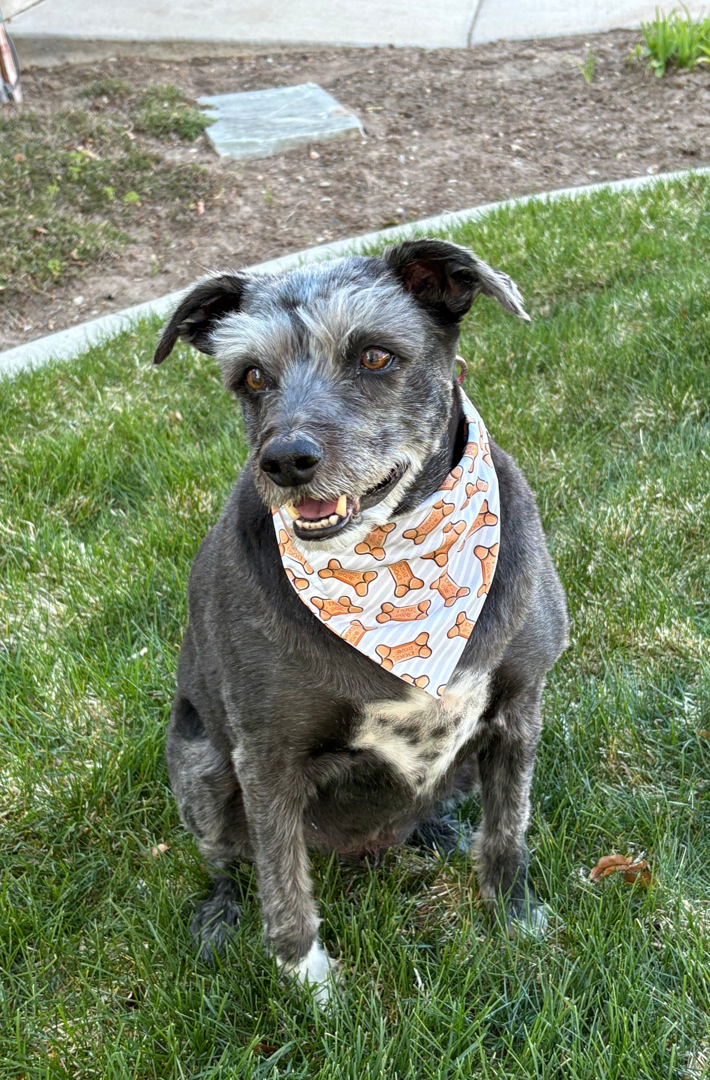 Whimsical Dog Bones Pet Scarf