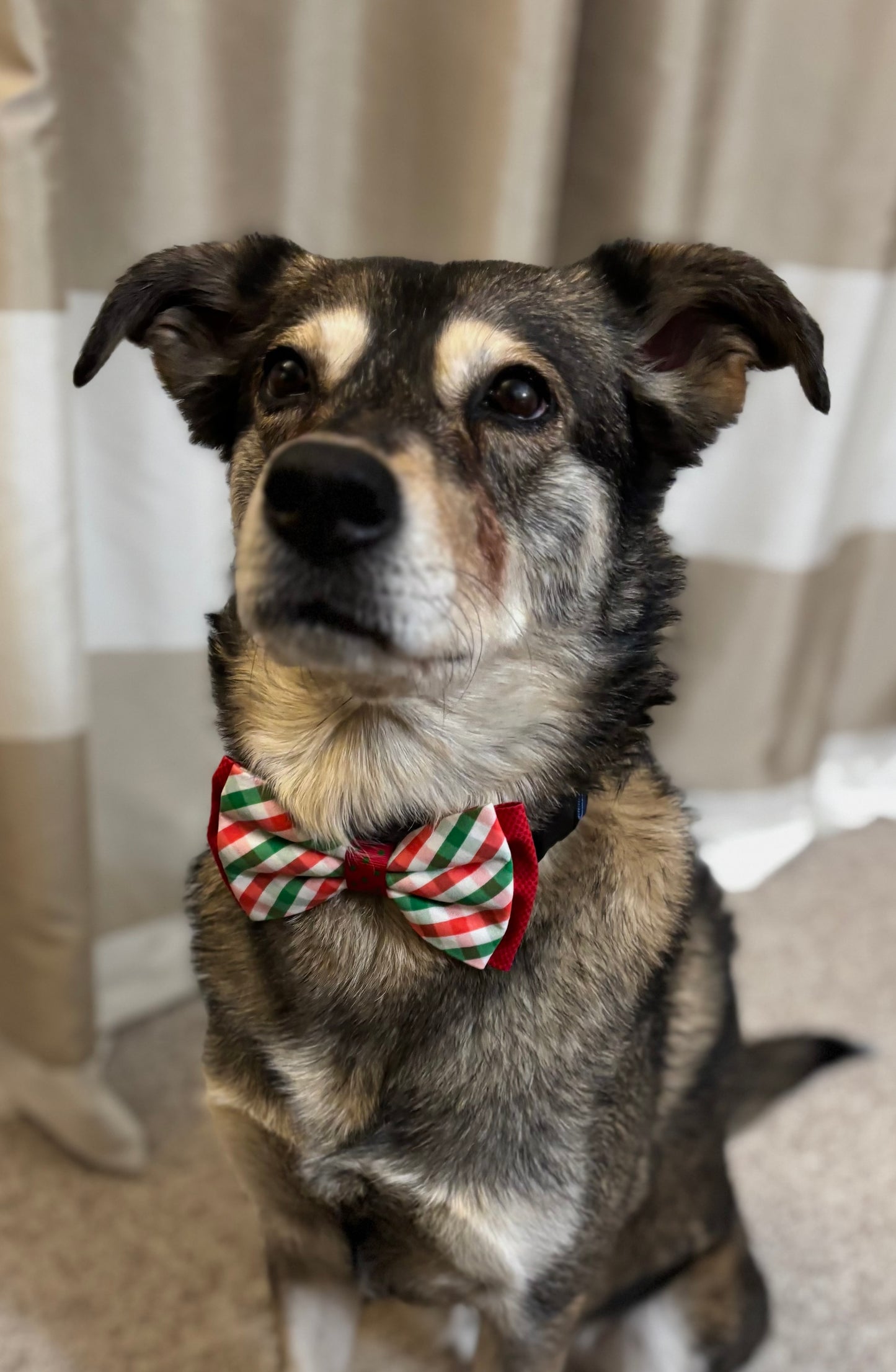 Red and Green Christmas Plaid Scarves and Bows