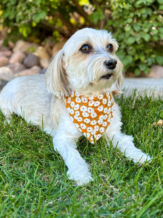 Jasmine on Gold Classic Pet Scarf