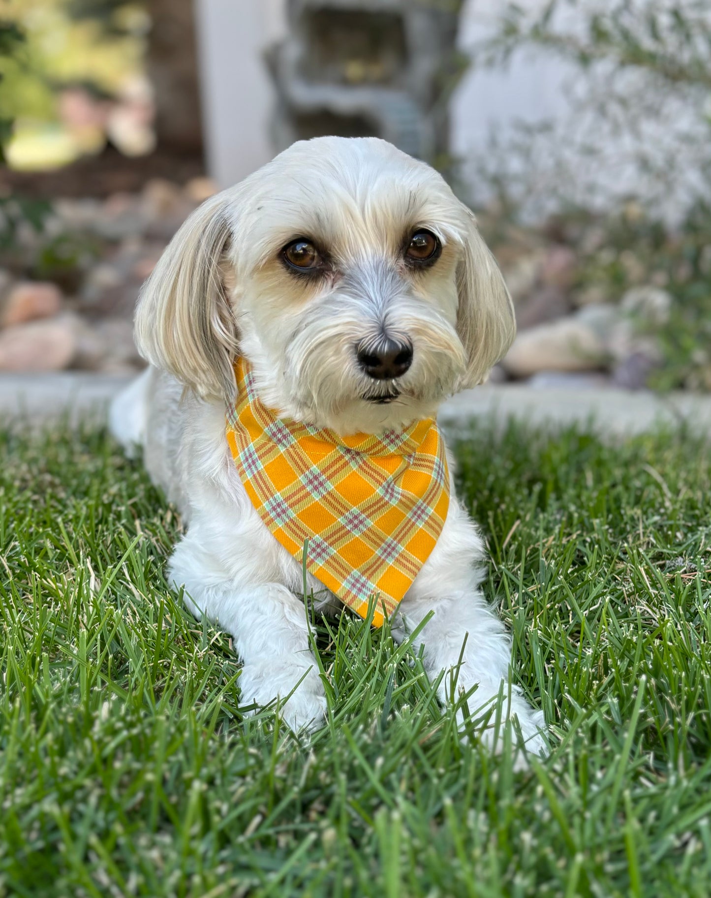 Gold and Aqua Plaid Pet Scarf