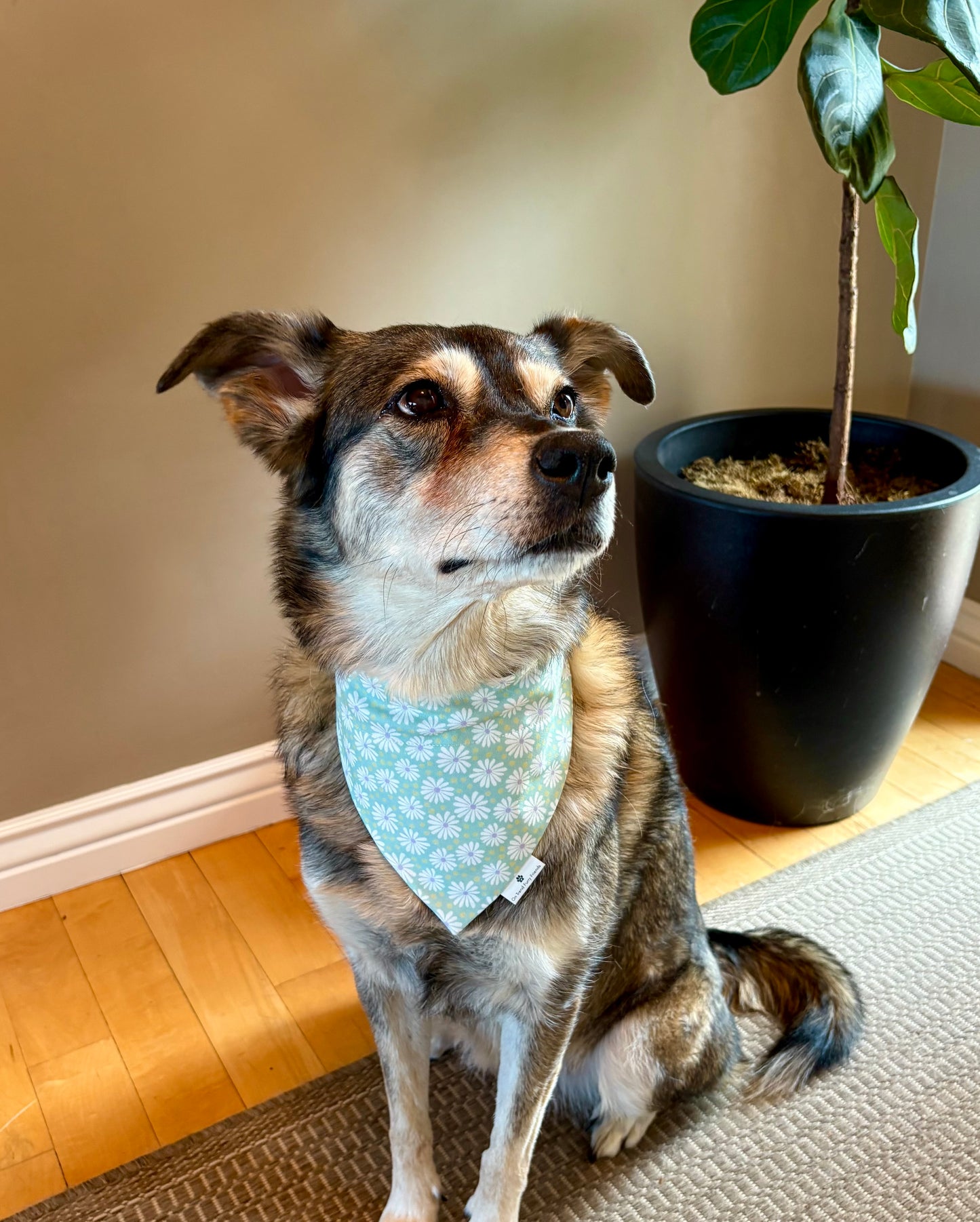 Fun with Daisies in Scarves and Bows