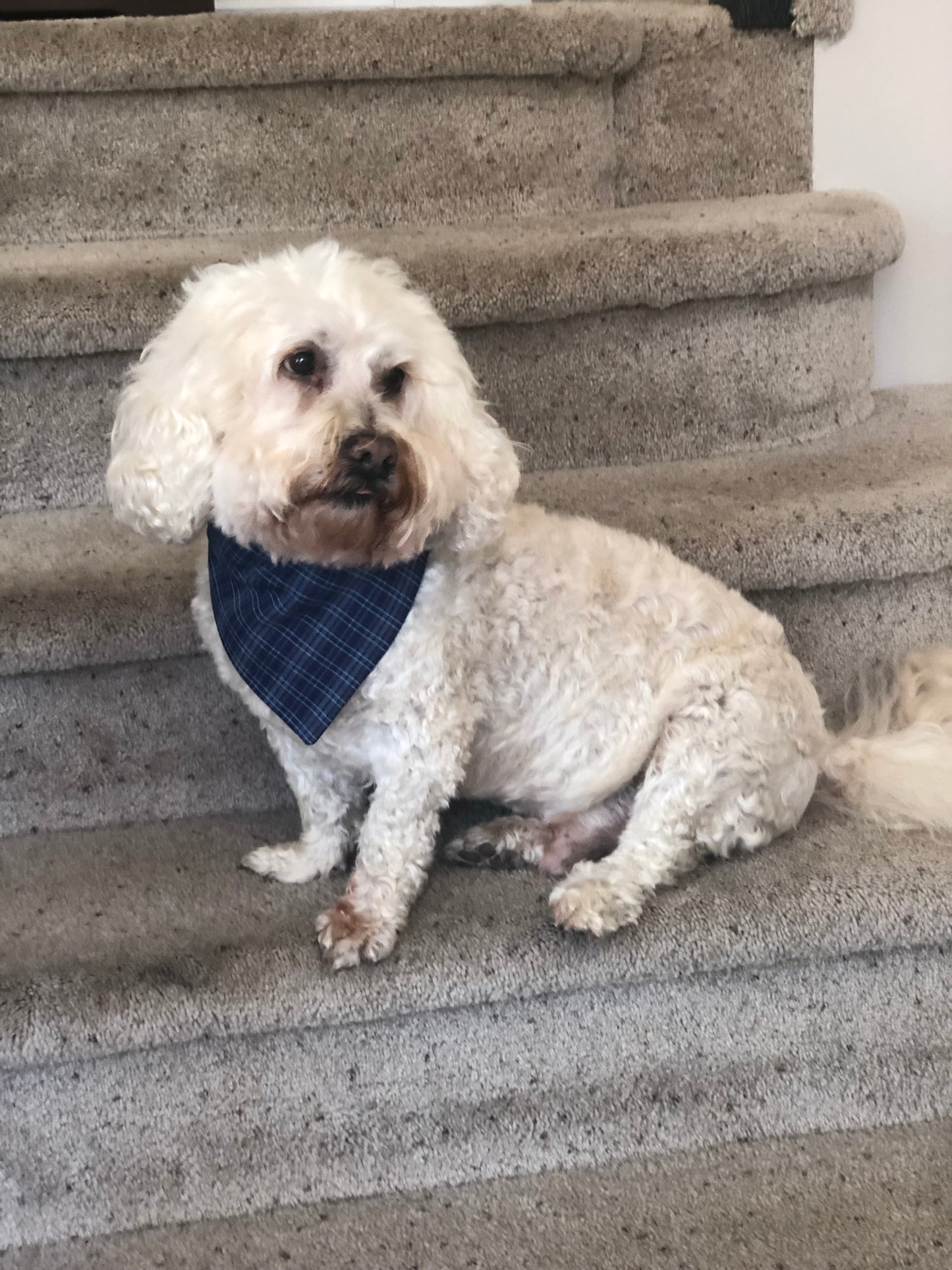 Navy Plaid Pet Scarf and Bows