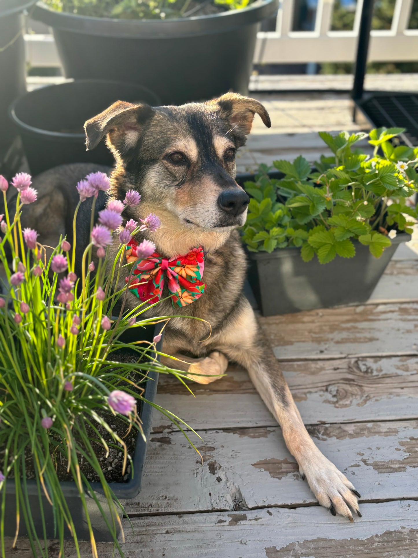 Brown dog laying in the garden. Wearing a Hawaiian print bow.