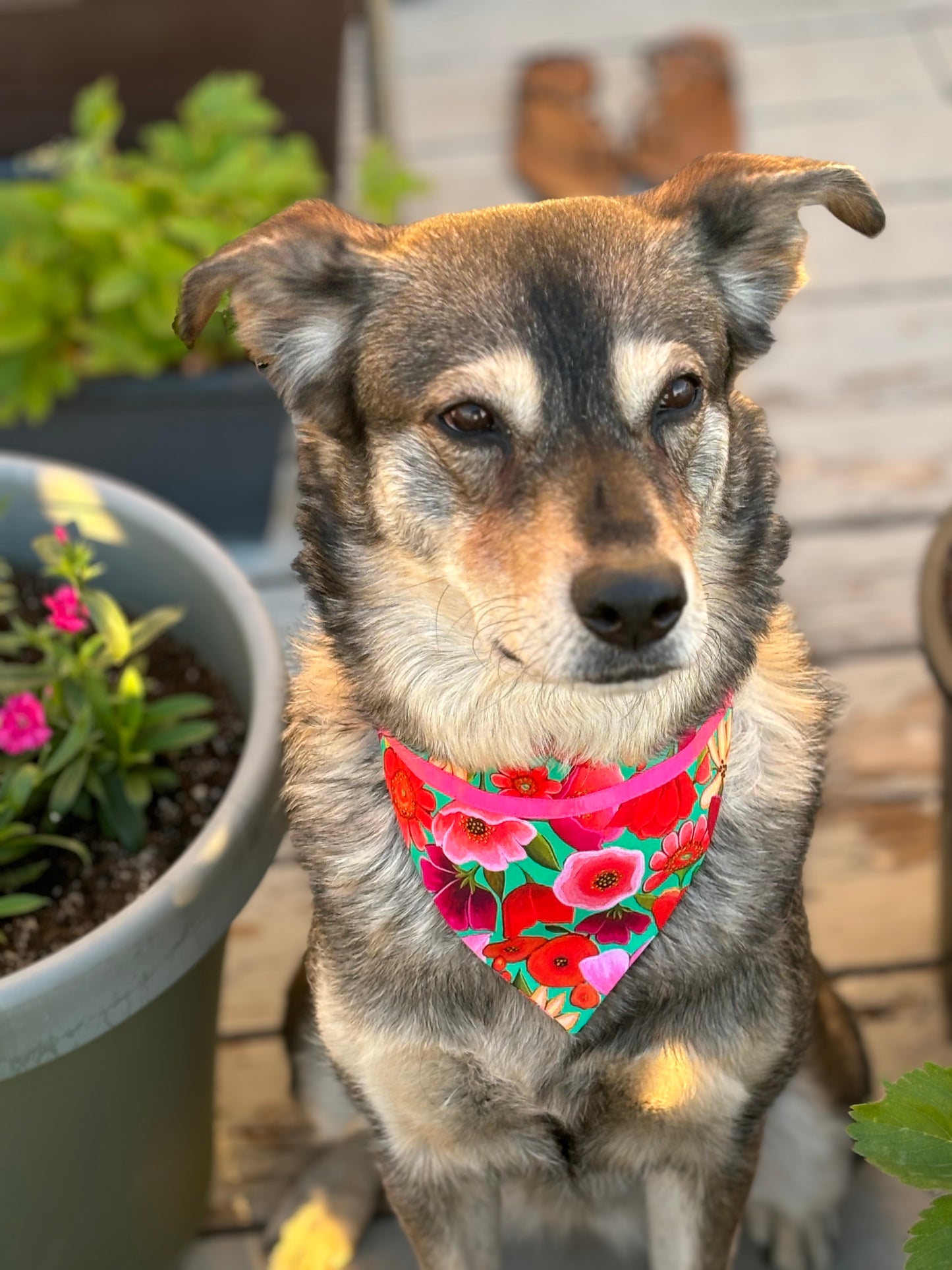 Top Dog!  Hawaiian Pet Scarf Trimmed with Ribbon