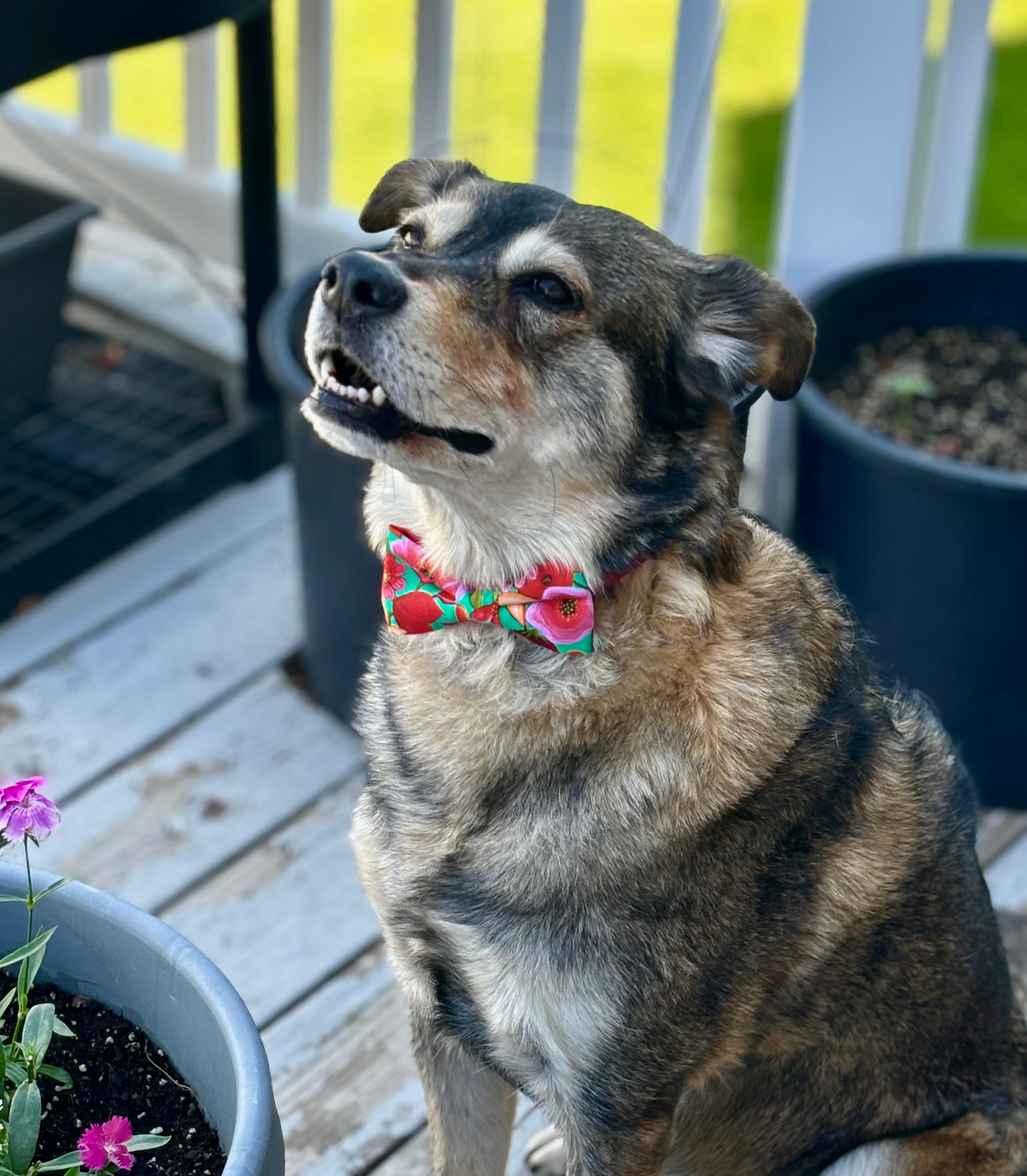 Brown dog in garden wearing a bright Hawaiian bow tie.