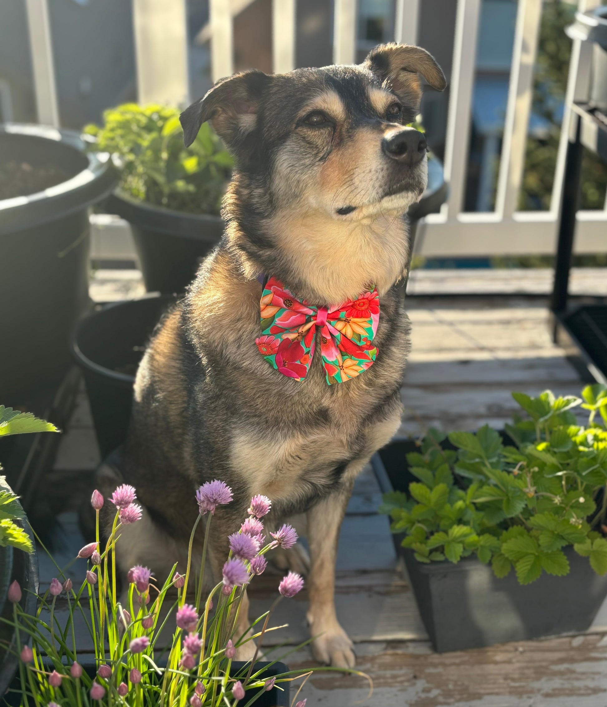 Brown dog sitting in a garden wearing a Hawaiian print bow.