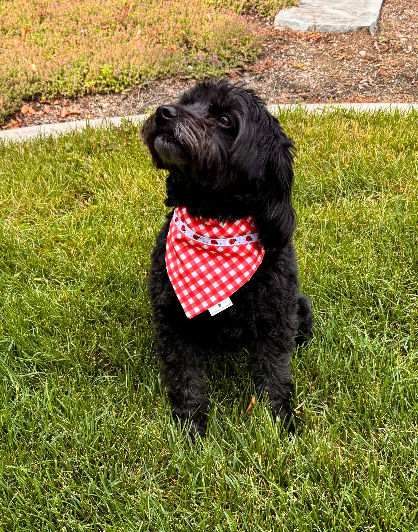 Ladybug Picnic Scarf