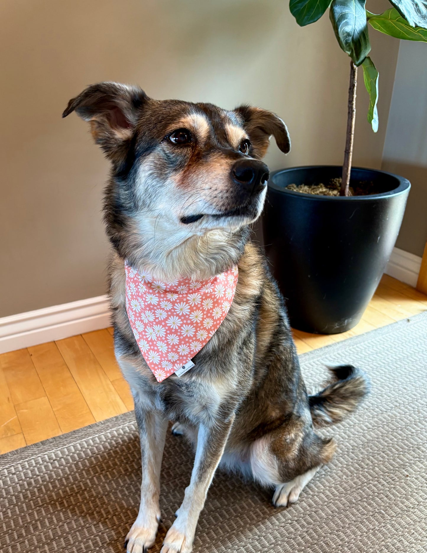 Fun with Daisies in Scarves and Bows