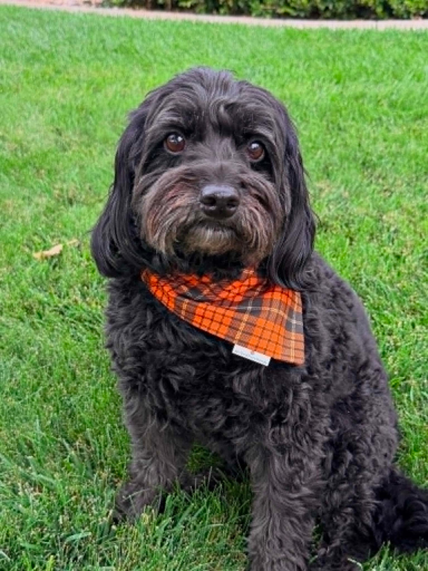 Halloween Tartan Plaid
