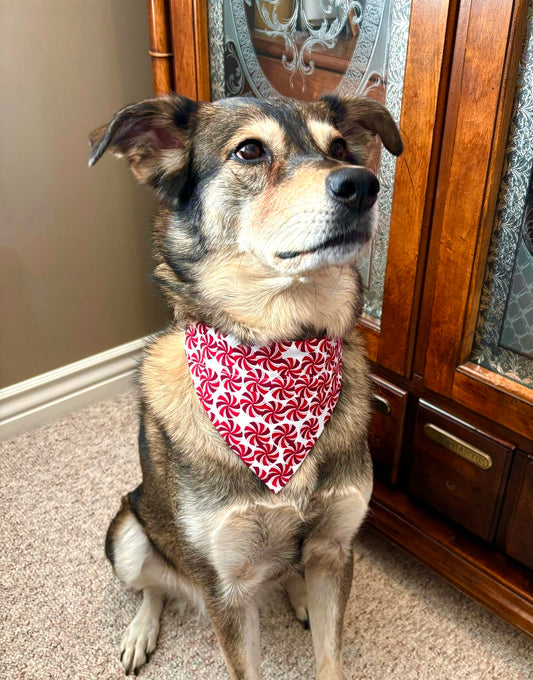 Peppermint Candy Pet Scarves