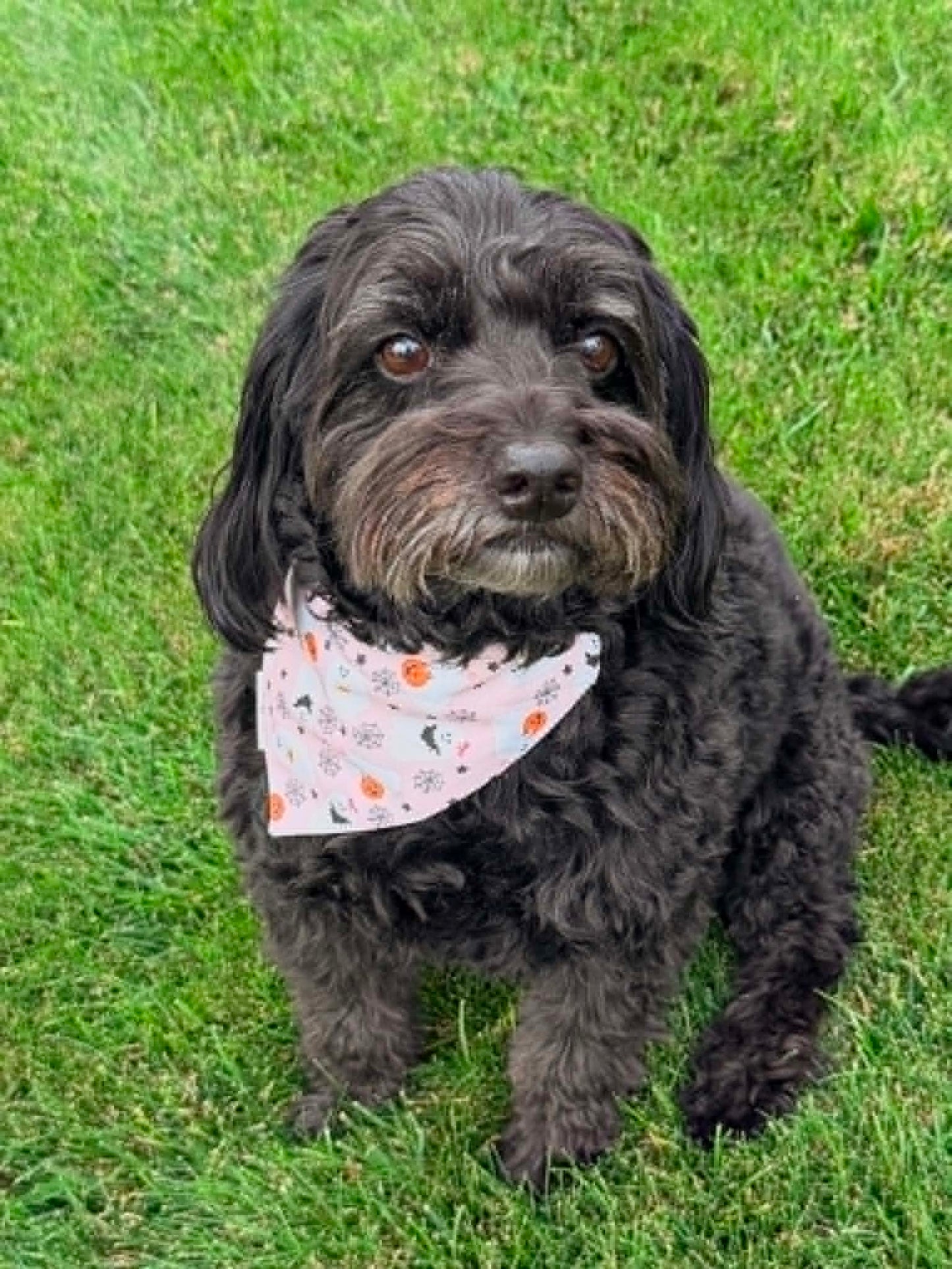 Hauntingly Pink Pet Scarf