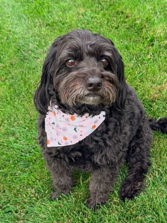 Hauntingly Pink Pet Scarf
