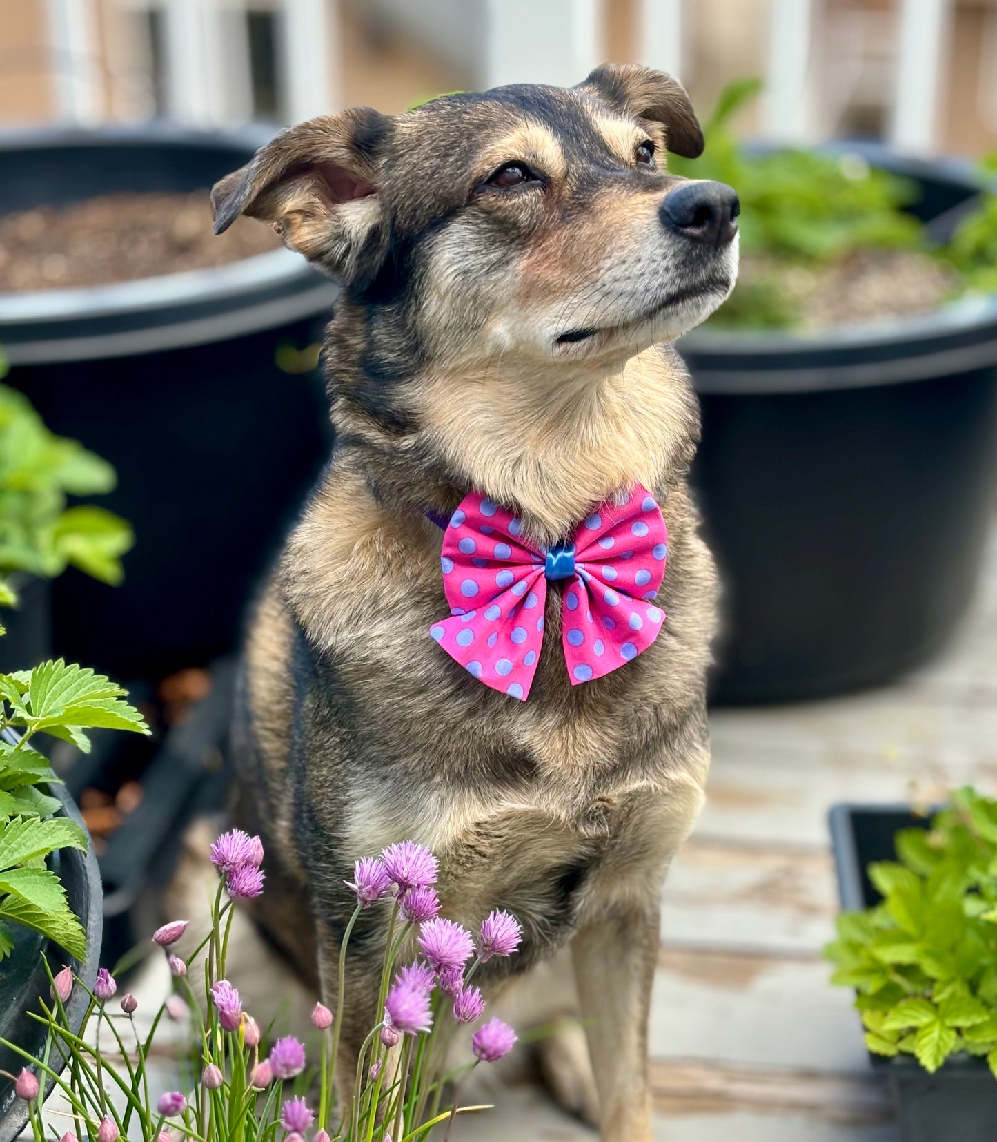 Brown dog with Pink and Purple Bow Tie