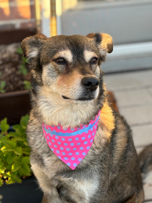 Top Dog!  Pink Polka Dots Pet Scarf Trimmed with Ribbon