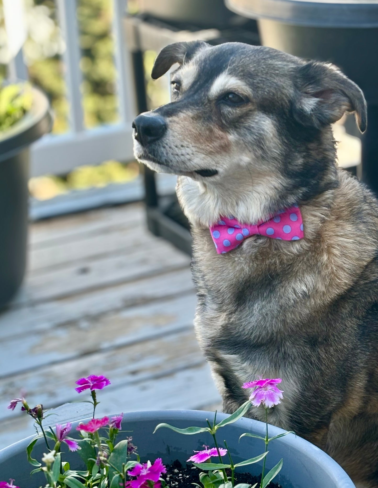 Bright Pink with Polka Dots - Small Pet Bow - New for Summer!