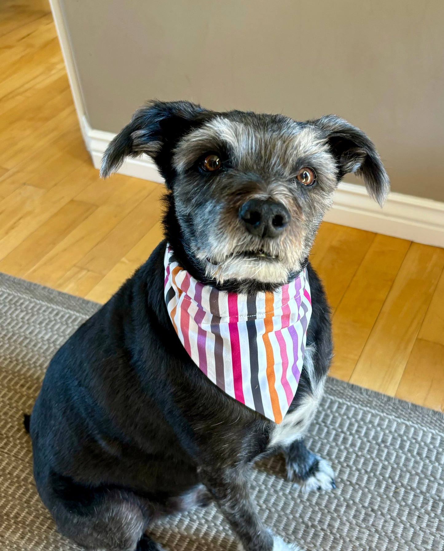 Bright Stripes Pet Scarf and Bows