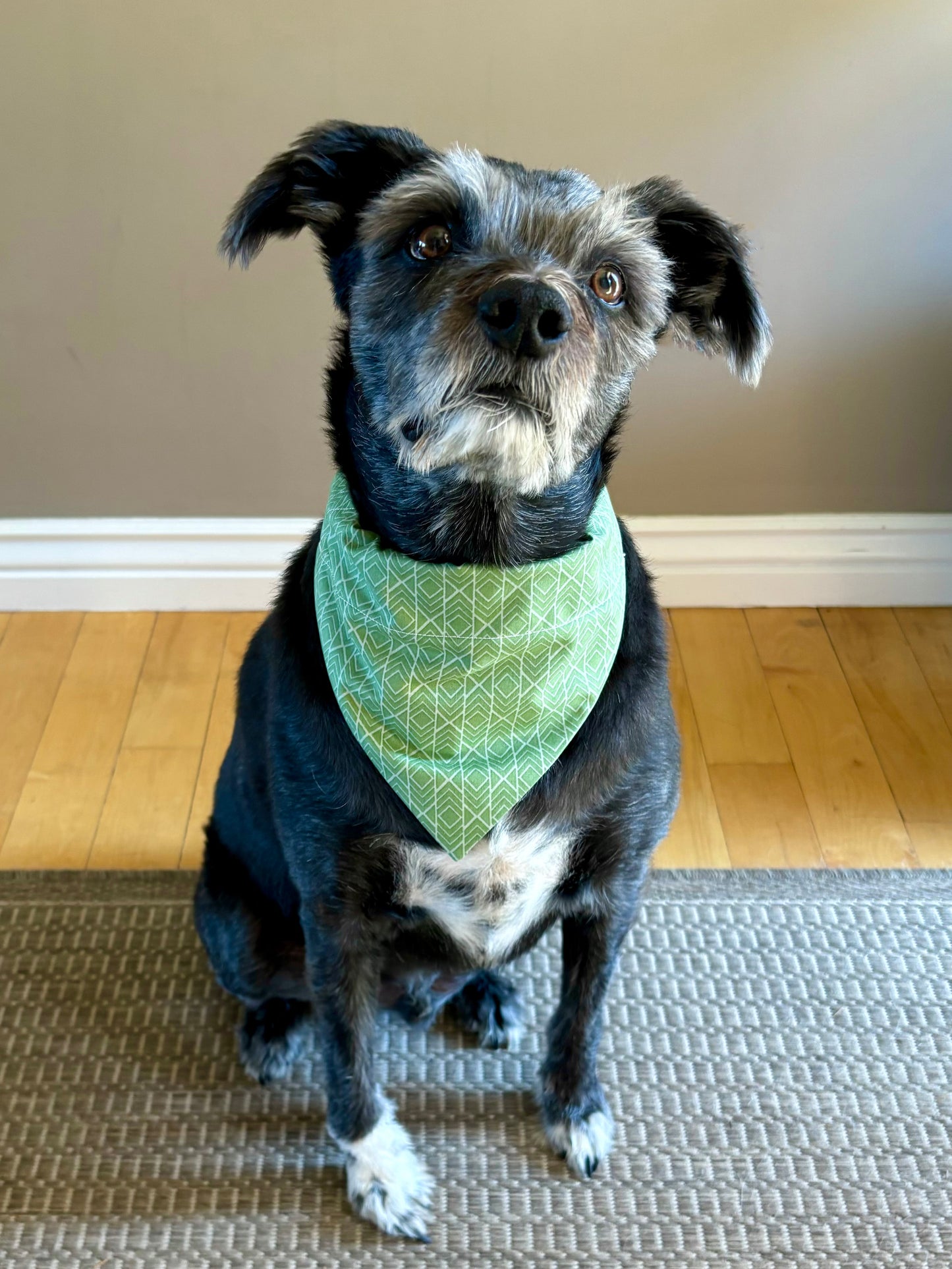 Sage Green Print Pet Scarf