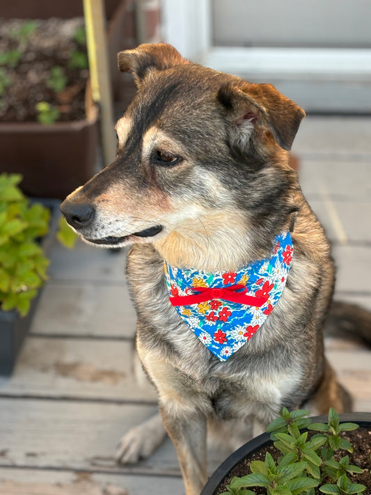 Brown dog in garden wearing a royal blue scarf with red, white and yellow flowers. Scarf also has a red ribbon bow that has a red button at the center.