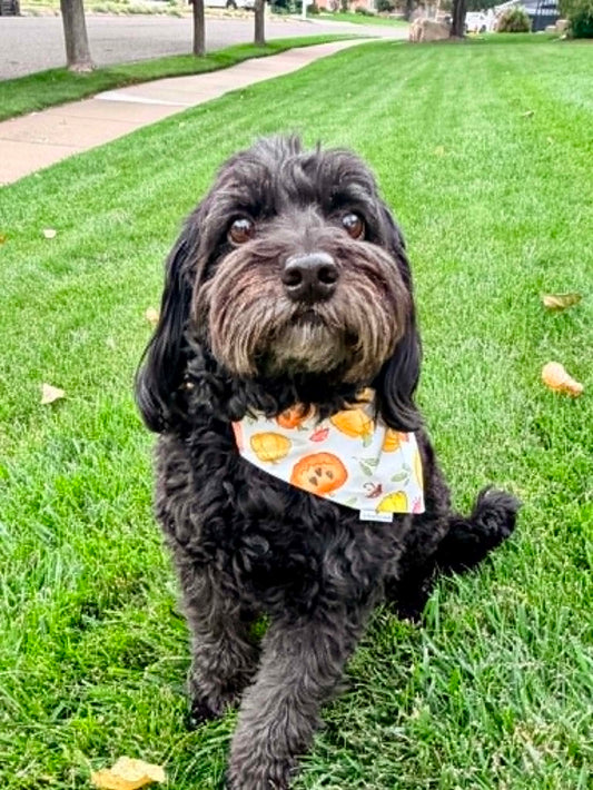 Pumpkin Parade Fall Scarves