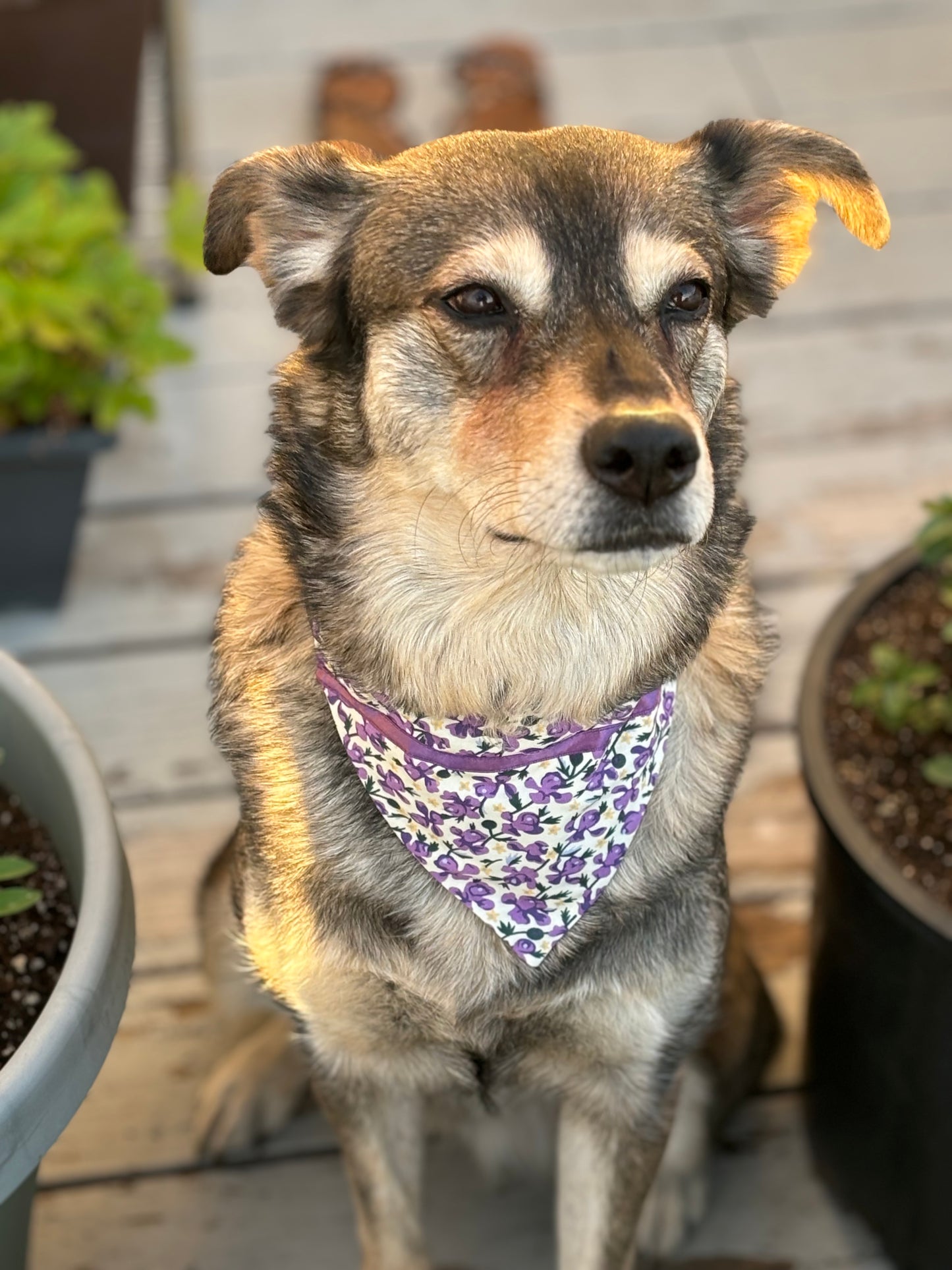 Top Dog! Purple Iris Pet Scarf Trimmed with Ribbon