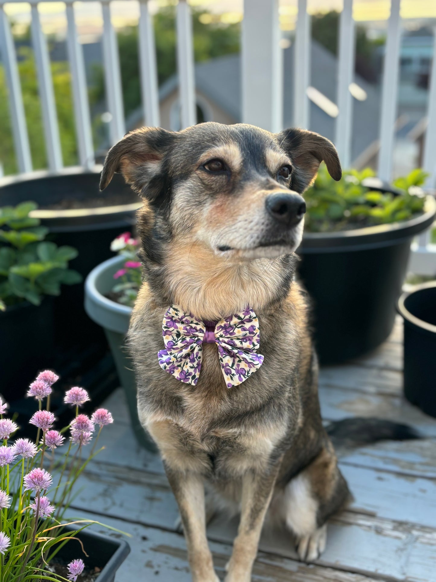 Purple Iris Flowers - Bow with Tails