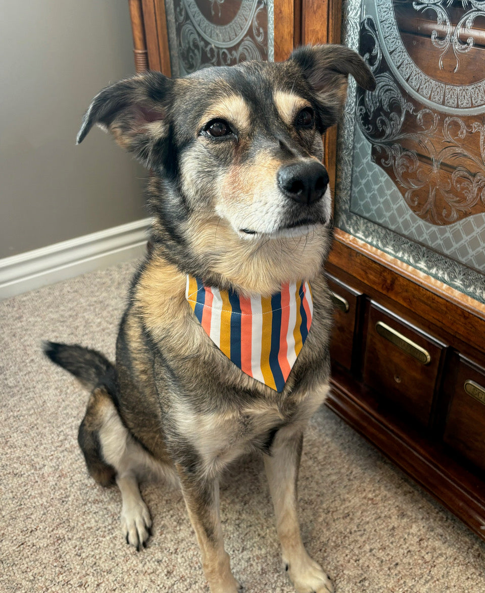 Radiant Stripes in Scarves and Bows