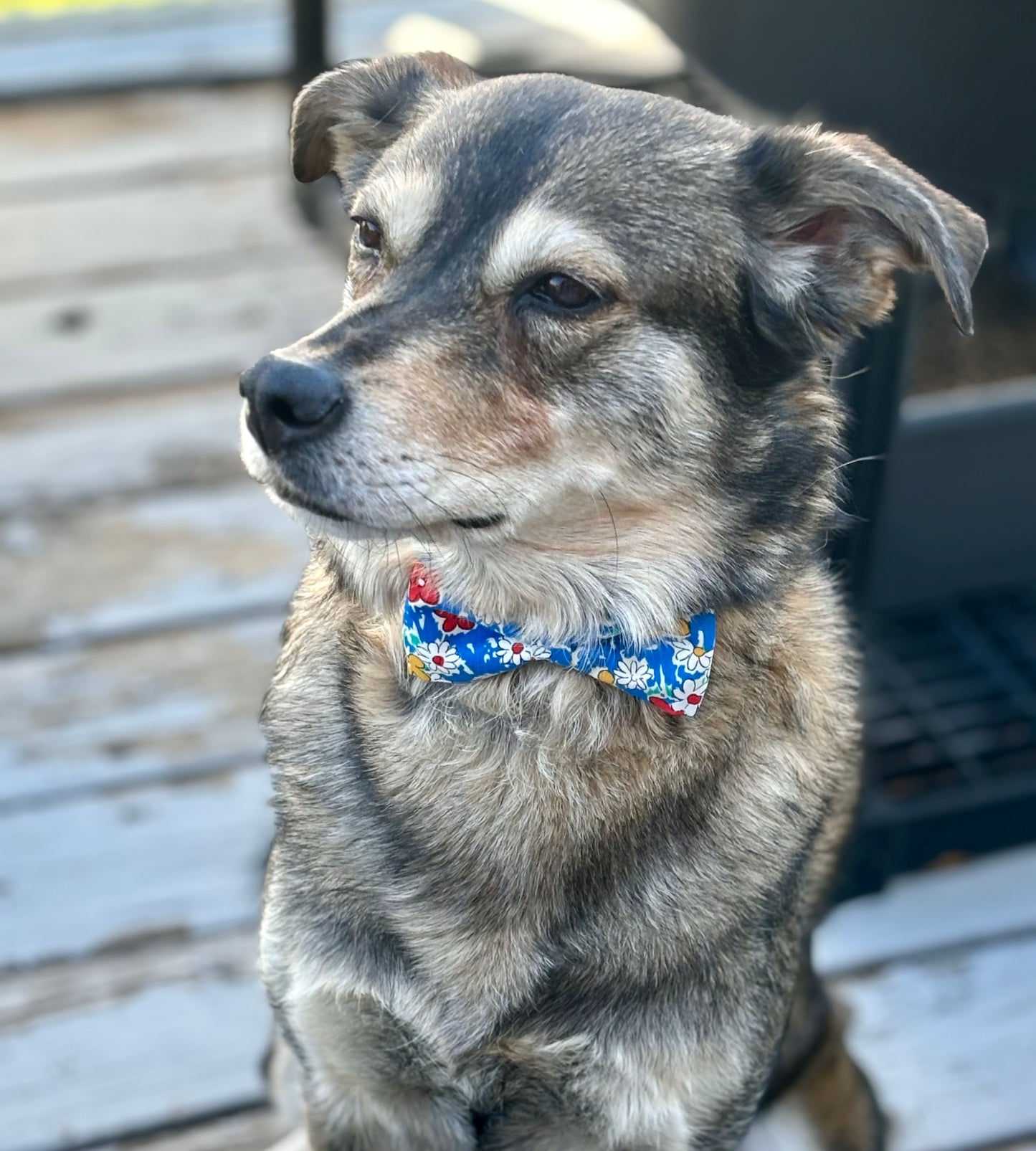 Red, Yellow and Blue Blossoms - Small Pet Bow - New for Summer!