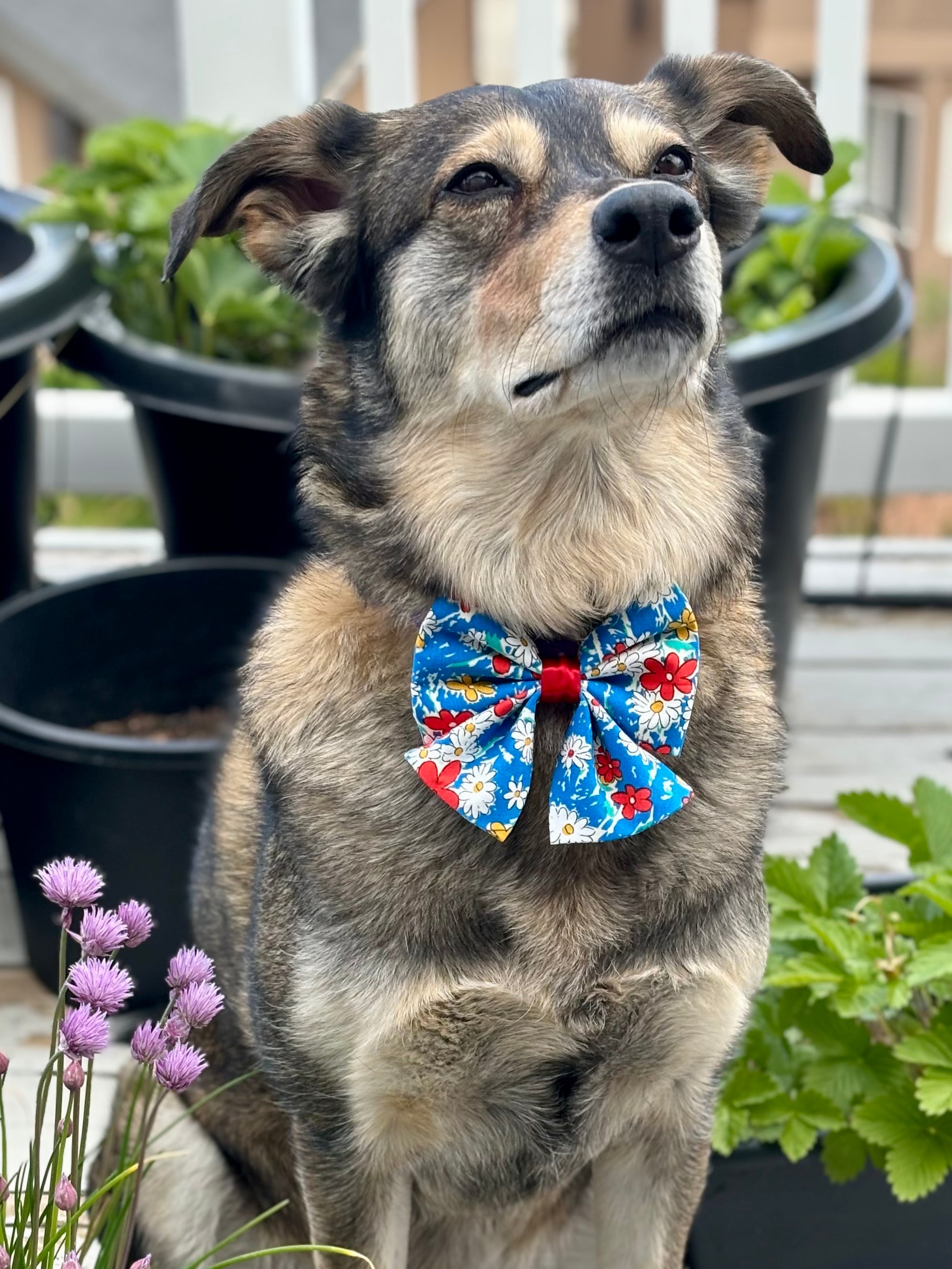 Brown dog wearing Blue bow with red, white and yellow flowers