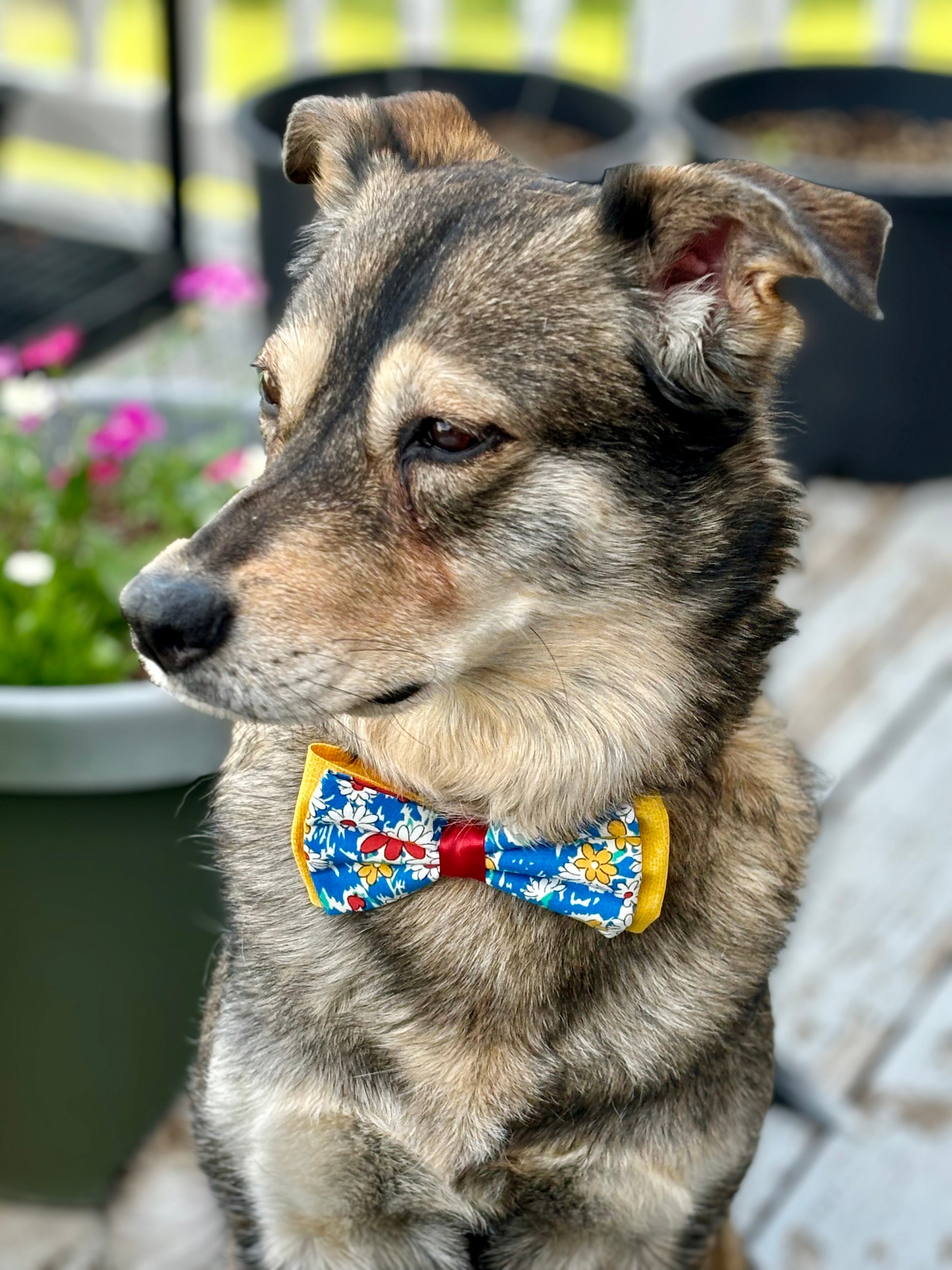 Brown dog in garden wearing a neck bow with red, yellow and blue flowers.