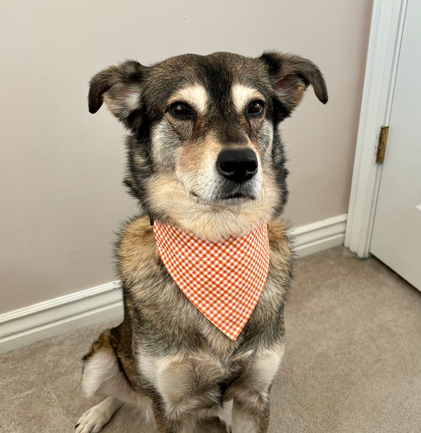 Reversible Pumpkins and Gingham Pet Scarf