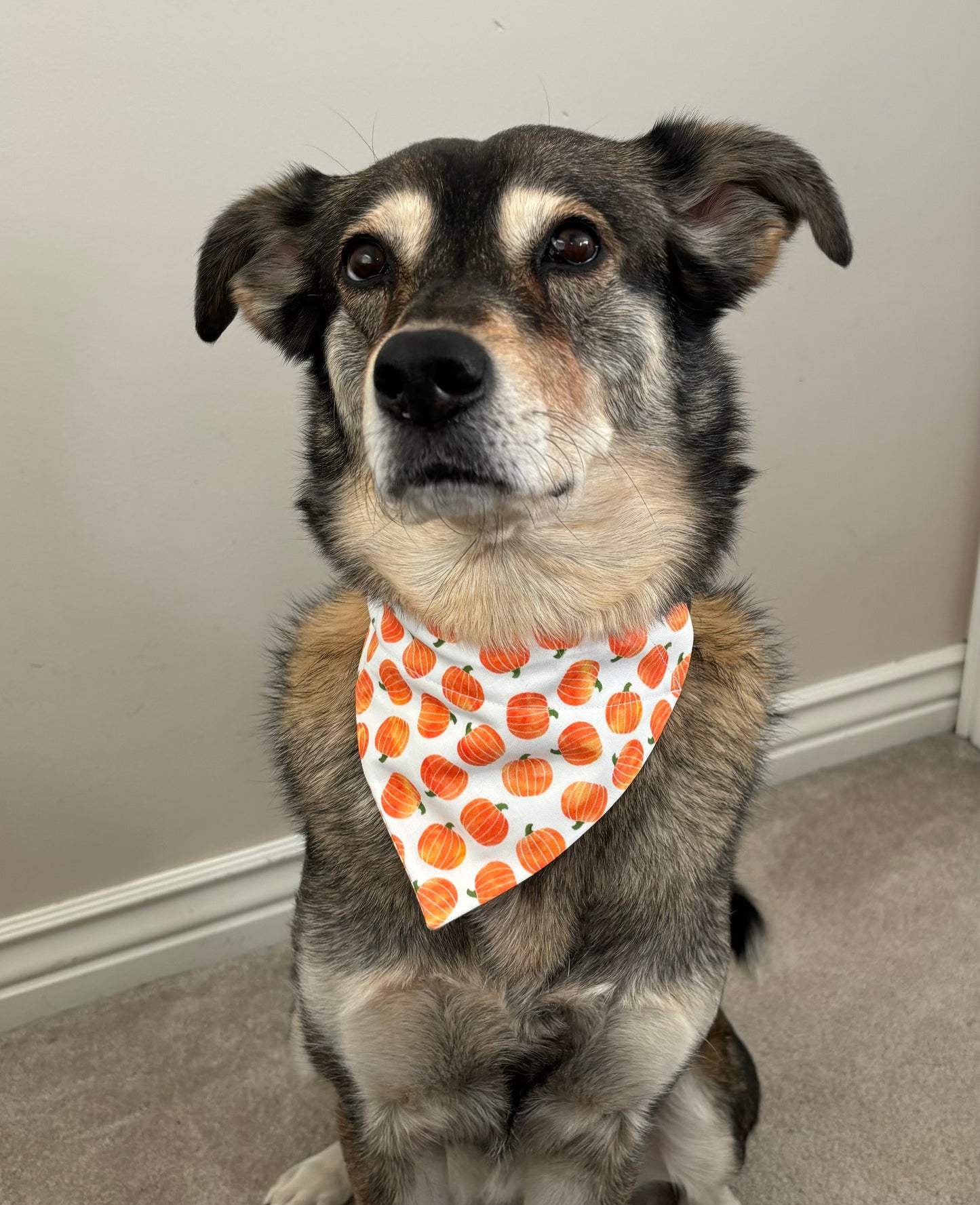 Reversible Pumpkins and Gingham Pet Scarf