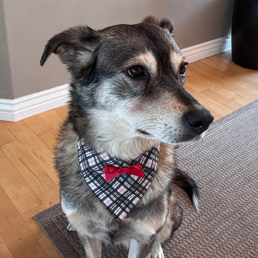 Red and Black Pet Scarves in Classic and Embellished Styles