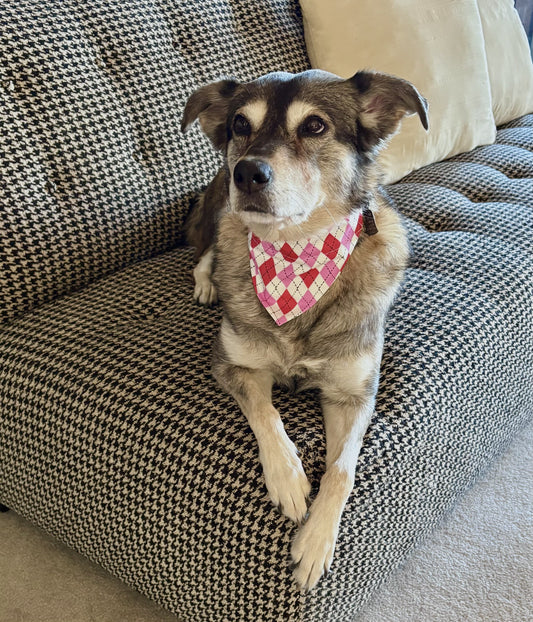 Sweetheart Argyle in Scarves and Bows