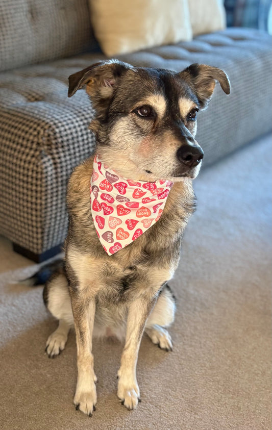 Candy Hearts Pet Scarf and Bows for Valentine's Day
