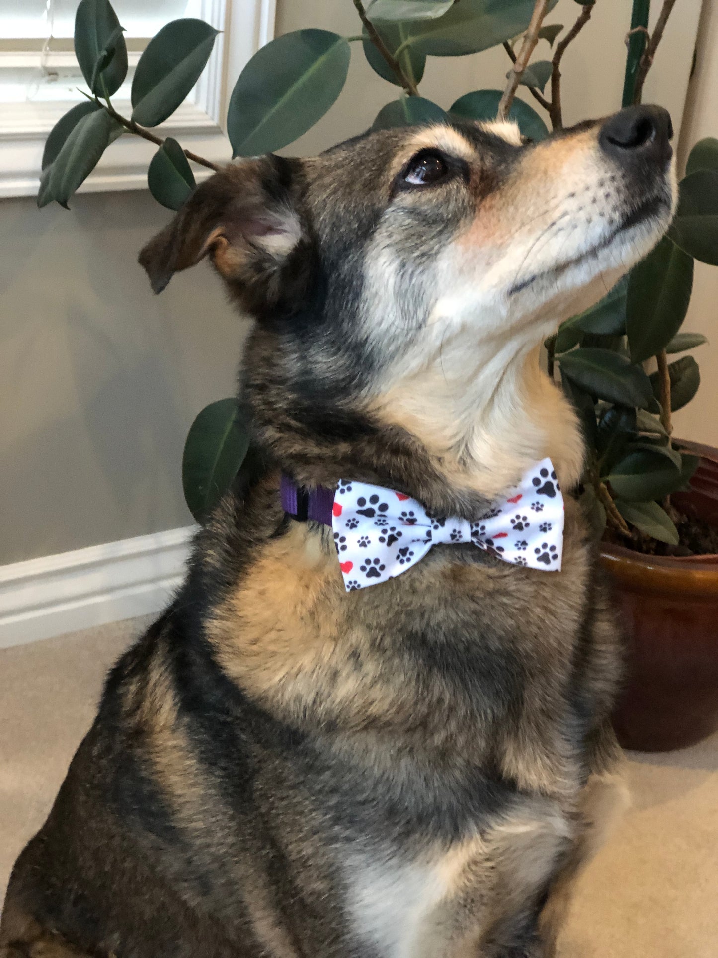 Paws and Hearts Pet Bow and Bow Tie