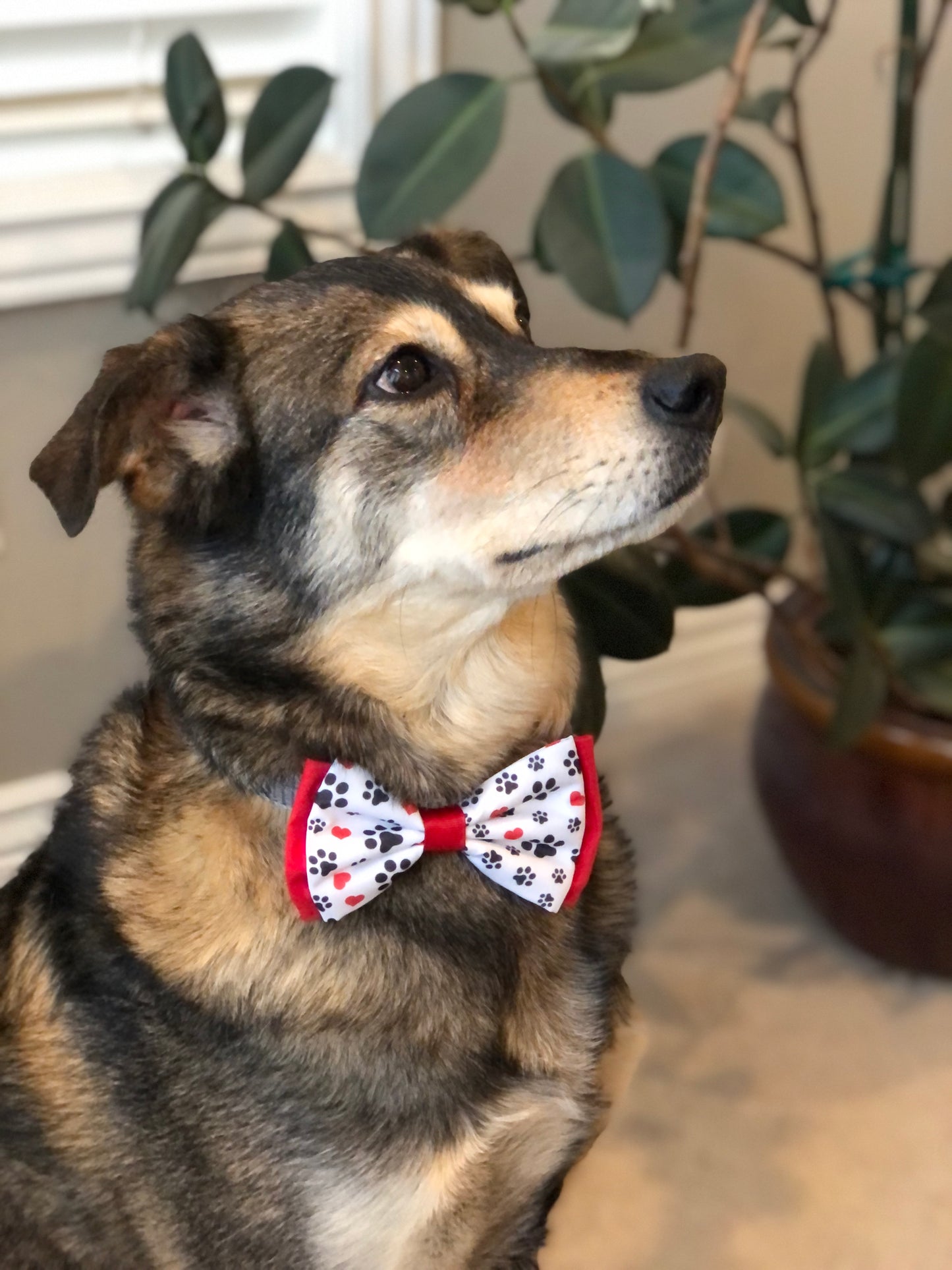 Paws and Hearts Pet Bow and Bow Tie