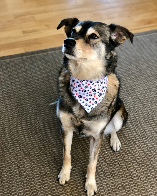 Paws and Hearts Pet Scarf