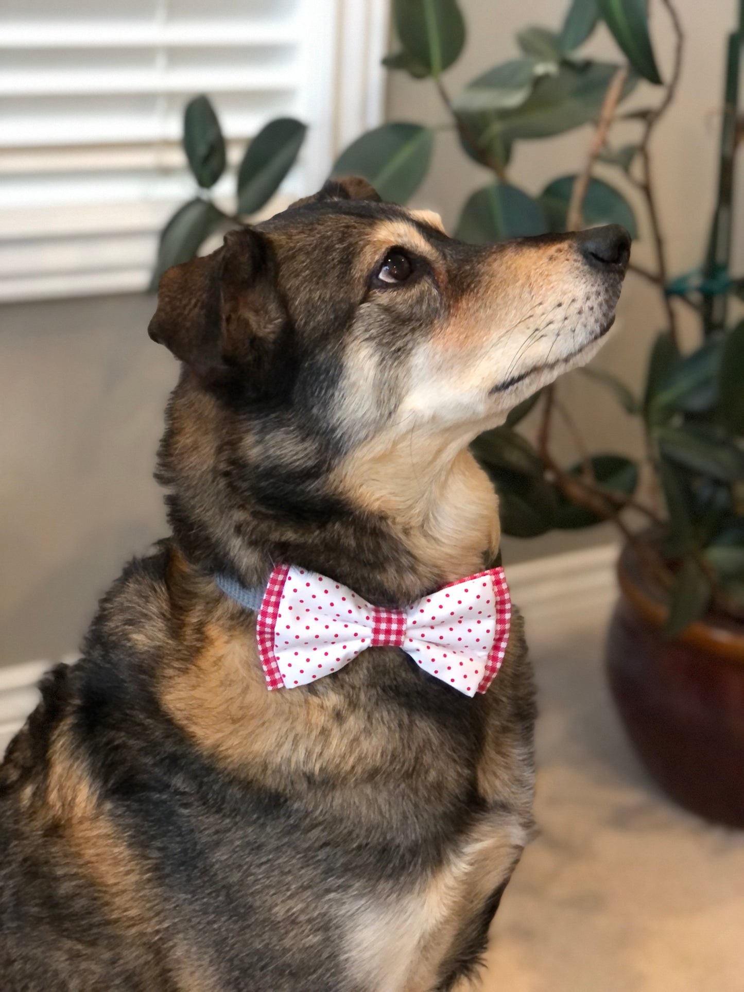 Red and White Polka Dot Pet Double Bow