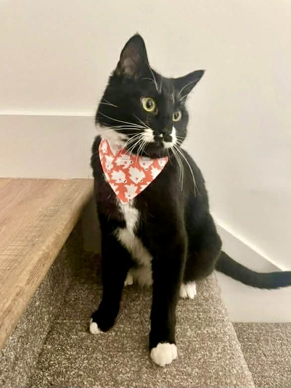 Friendly Ghosts Pet Scarf