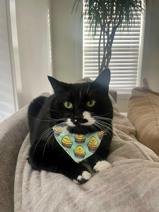 Easter Peeps Cupcake Pet Scarf and Coordinating Bows